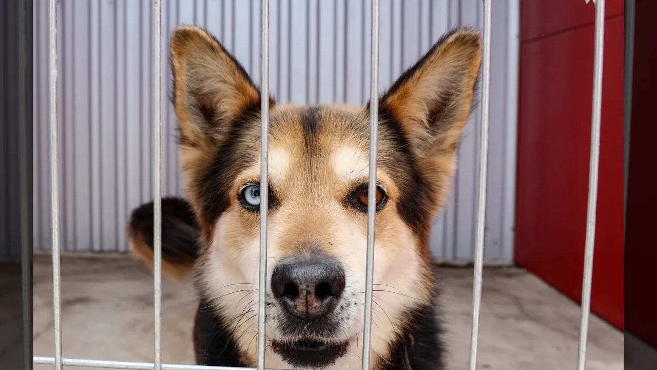 Sobotnie spotkanie dla dobra zwierzaków!﻿﻿