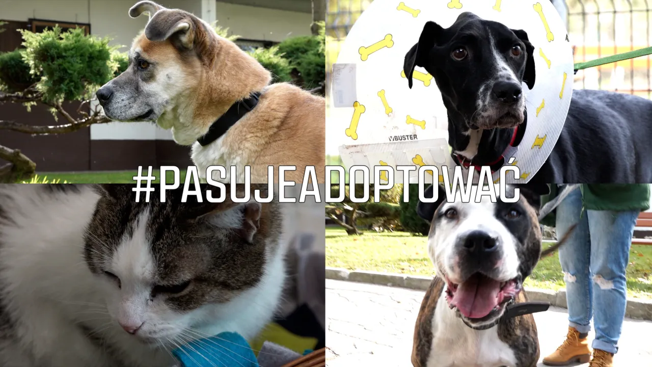 #PasujeAdoptować - szukamy nowego domu dla bezdomnych zwierząt!