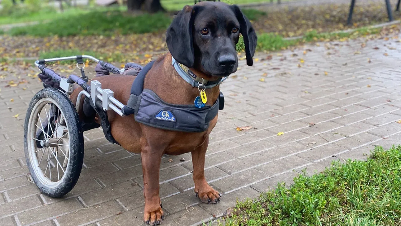 Przemysław i Olga Kutera - pasiasta pomoc bezdomnym zwierzętom