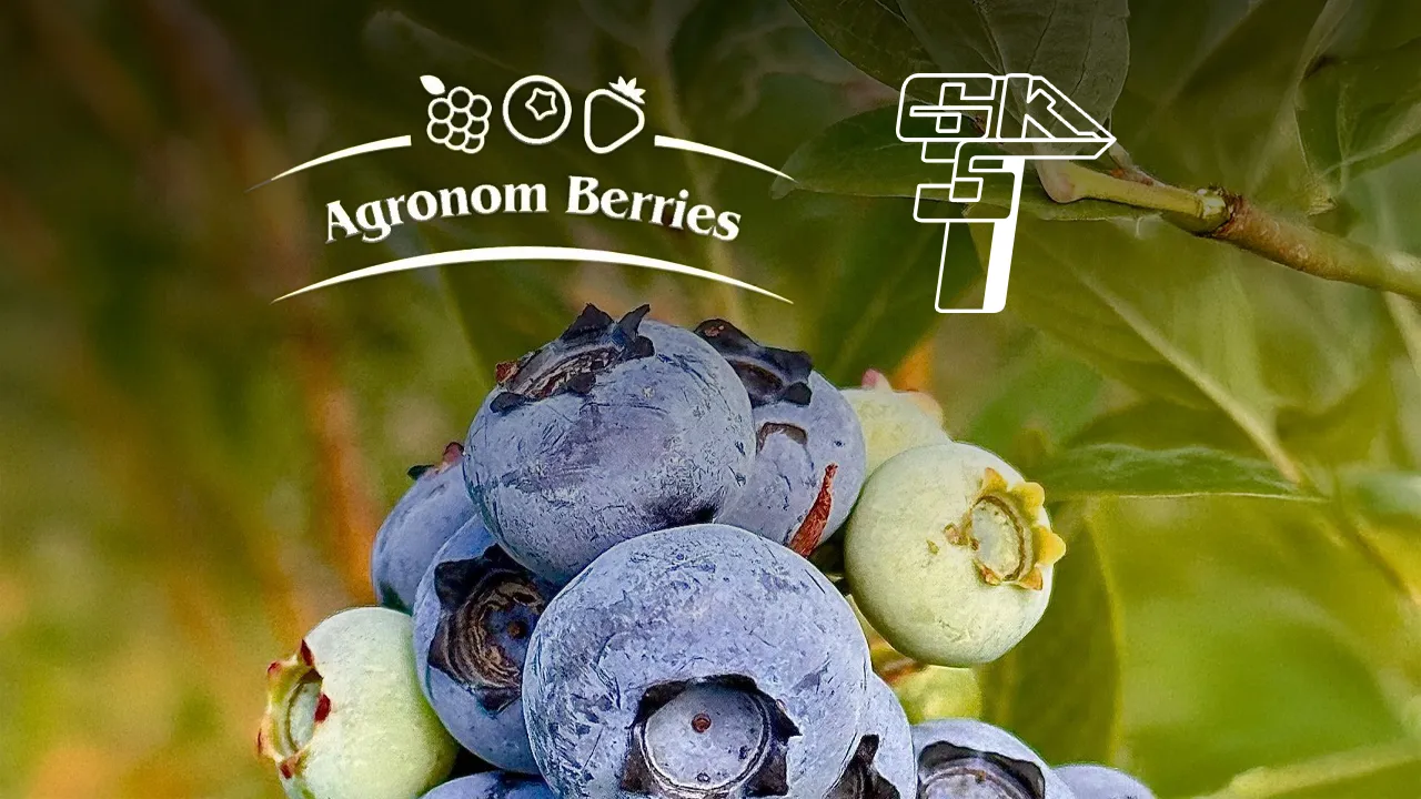 Agronom Berries partnerem Górnika Łęczna w sezonie 2025/26