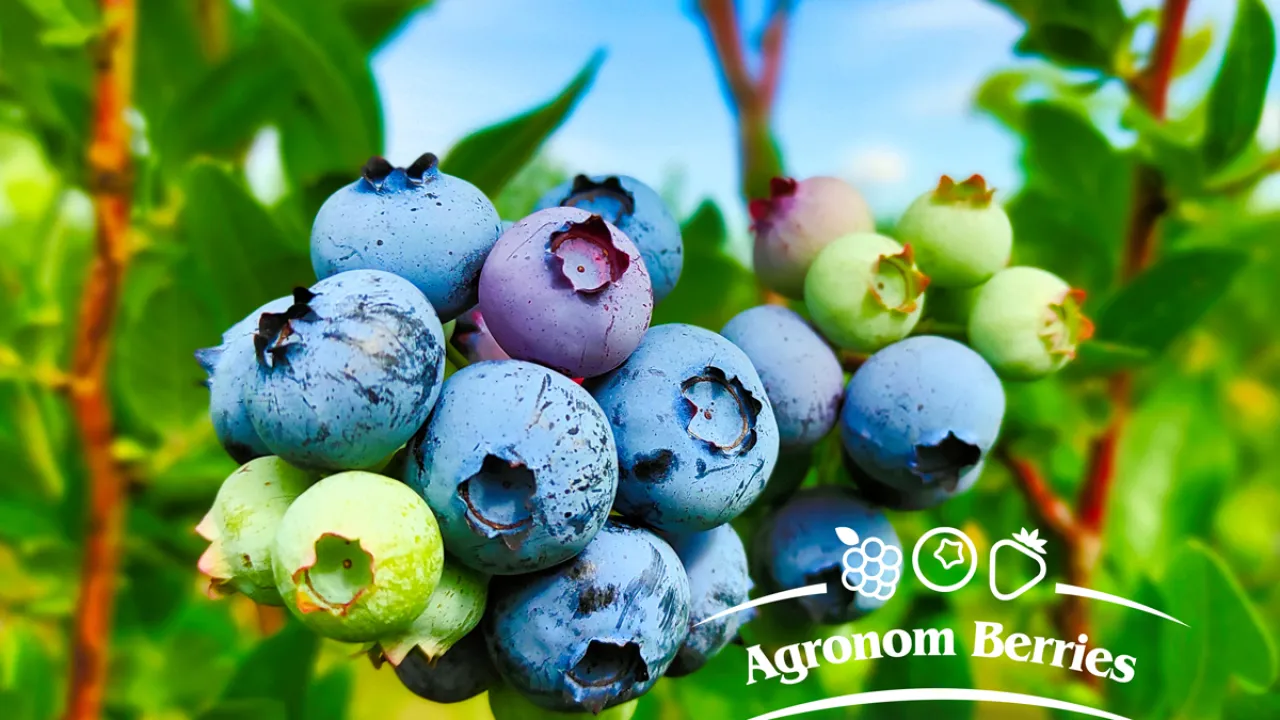Agronom Berries gra dalej z Górnikiem!